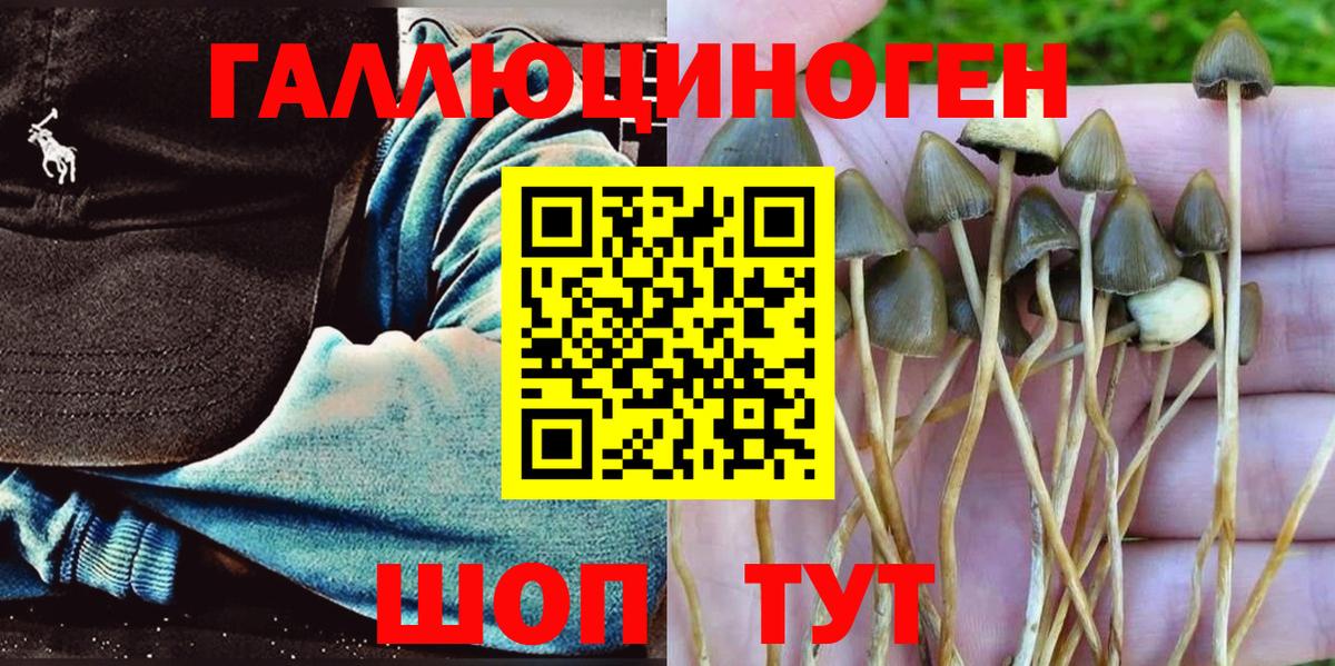 Псилоцибиновые грибы Psilocybe Дзержинск
